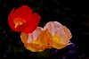 HIGHLY COMMENDED.....Patricia Anderson